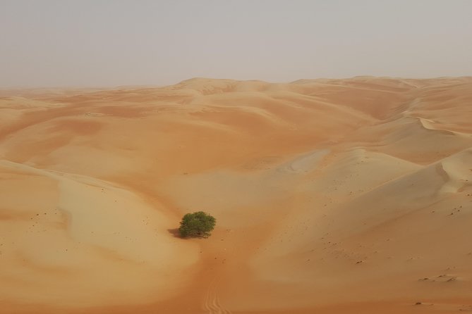 Liwa Oasis Desert Drive From Abu Dhabi - Customer Experiences and Reviews
