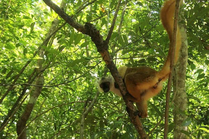 Lokobe Reserve - Tour Booking and Cancellation