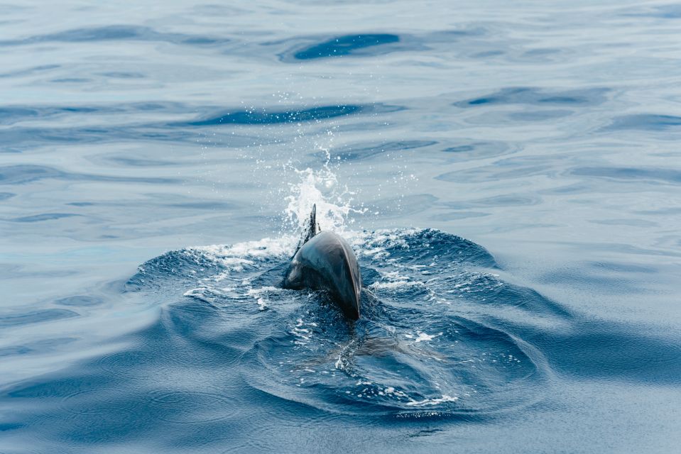 Los Cristianos: Eco-Yacht Whale Watching Cruise With Swim - Onboard Amenities