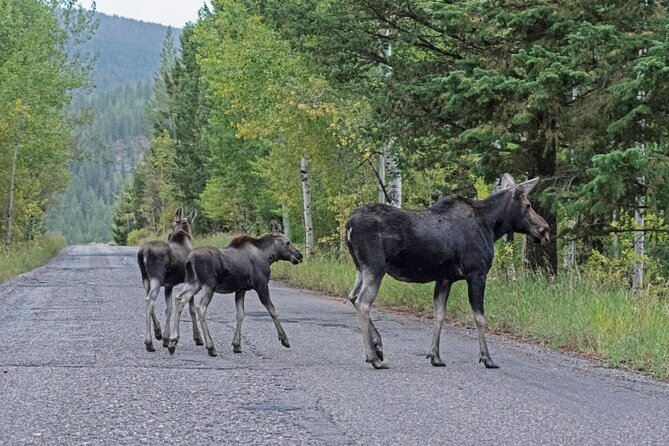 Luxury Private Grand Teton National Park Full-Day Tour - Accessibility Features