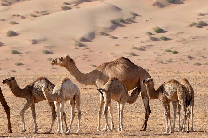 Luxury Sunset Desert Safari - Inclusions and Amenities