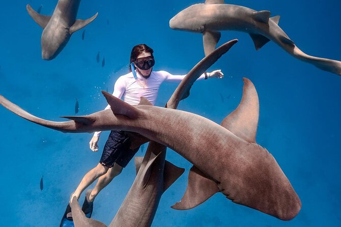 Maafushi: Ship Wreck & Nurse Shark Snorkeling With Dolphin Watching - Booking Tips