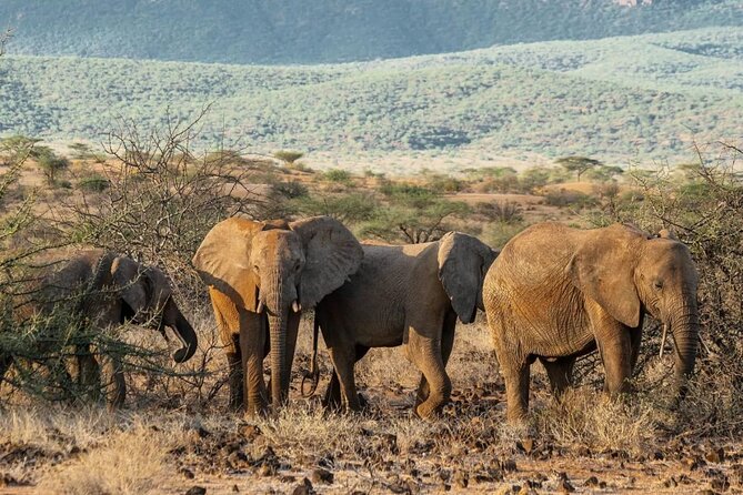 Maasai Mara 3 Day Guided Tour - Booking and Pricing