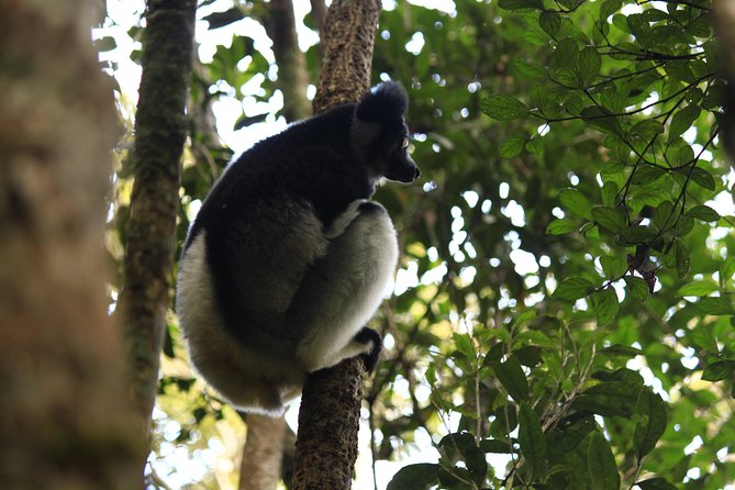 Madagascar Wildlife Tour for 02 Days - Meeting and Pickup Information