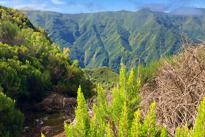 Madeira: Private Guided Walk Vereda Fanal PR13 - Exploring Madeiras Lush Landscapes