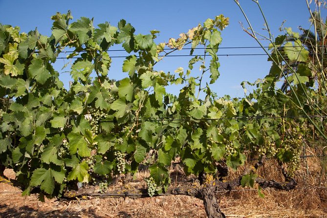Mallorca Half Day Private Wine Tour With Wine Tasting - Suitability and Accessibility
