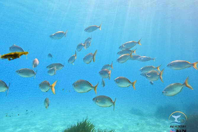 Mallorca PRIVATE Scuba Dive + Photo/Video - Accessibility Information