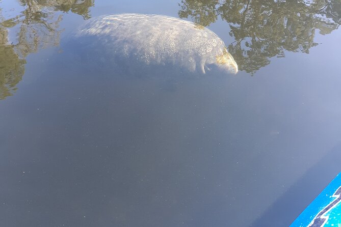 Manatee Kayak Encounter - Tour Schedule and Duration