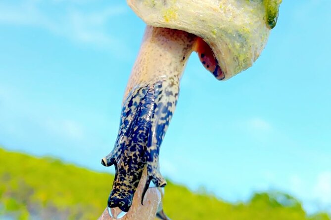 Mangrove Cay And Iguana Island Venture In Turks And Caicos Island - Operating Hours and Duration