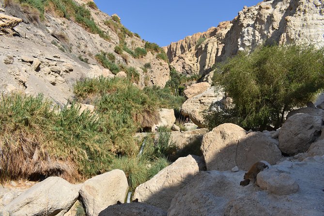 Masada, Ein Gedi, and the Dead Sea From Tel Aviv - Meeting Point Information