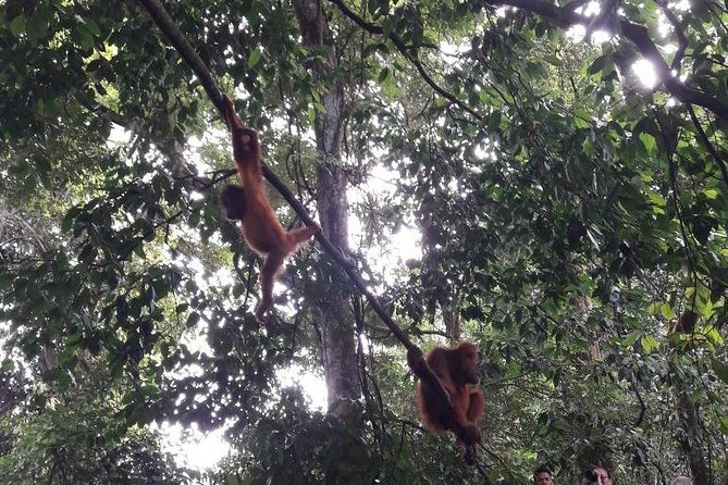 Medan - Bukit Lawang Fullday Tour - Pricing Details
