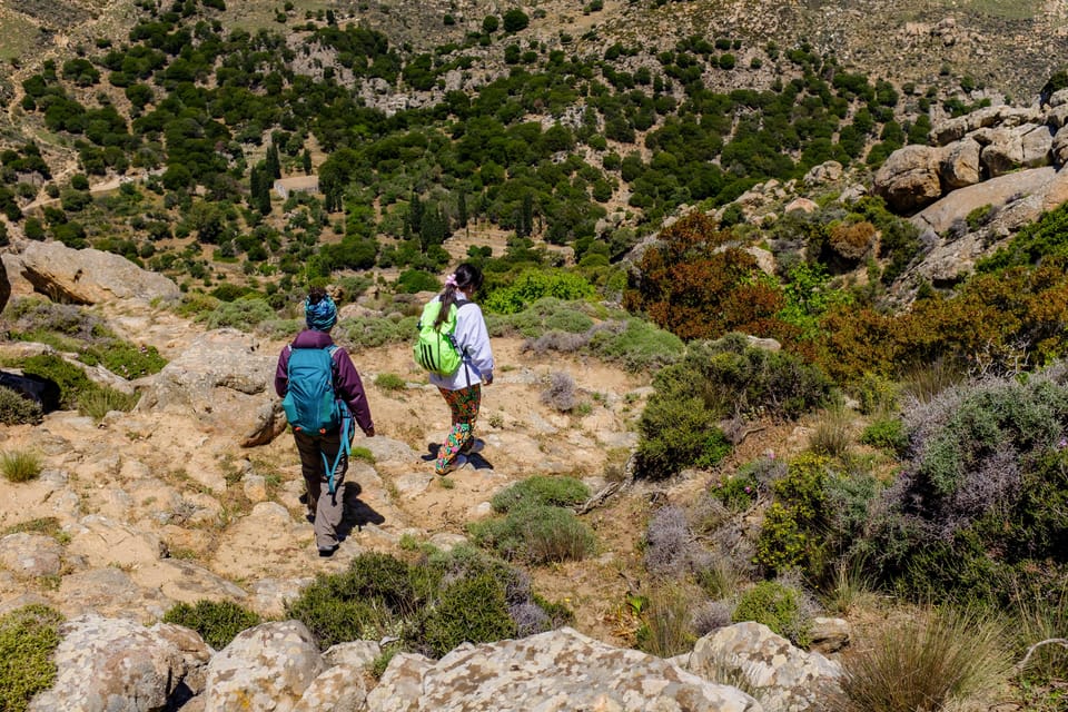 Meet the Trees in Cyclades Hiking (Small Group Experience) - Exploring the Unique Ecosystem