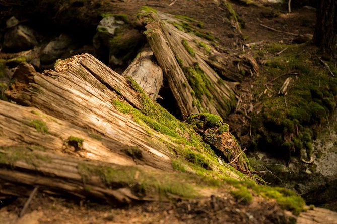 Mesmerizing Nature Walk in Lynn Canyon Park - Rias Guiding Expertise