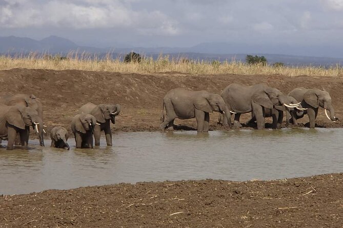 Mikumi National Park Day Trip - Traveler Feedback