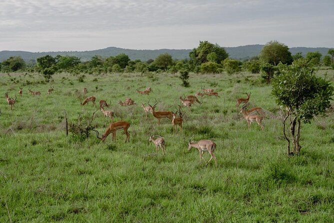 Mikumi Safari Tour: Day Trip Return Flight From Zanzibar - Wildlife and Ecosystem