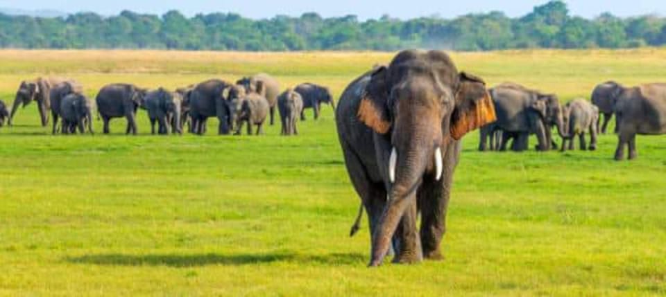 Minneriya National Park Elephant Jeep Safari - Cancellation Policy and Refunds