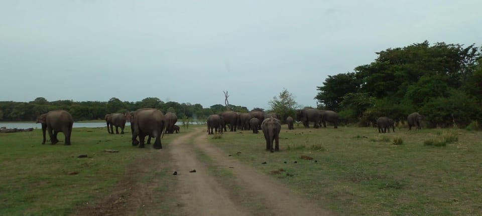 Minneriya National Park Excursion - Safari Options and Timing