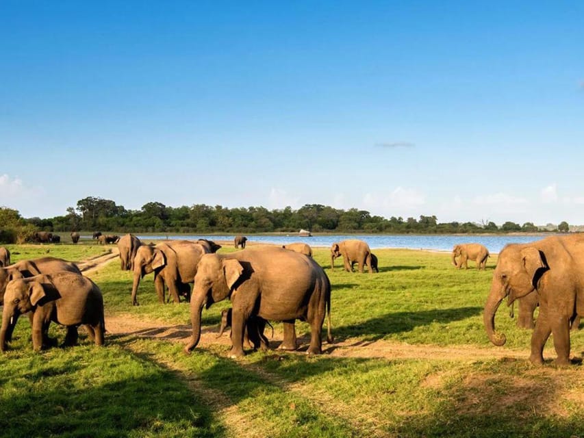 Minneriya National Park: Game Drive and Village Trek - Game Drive Experience