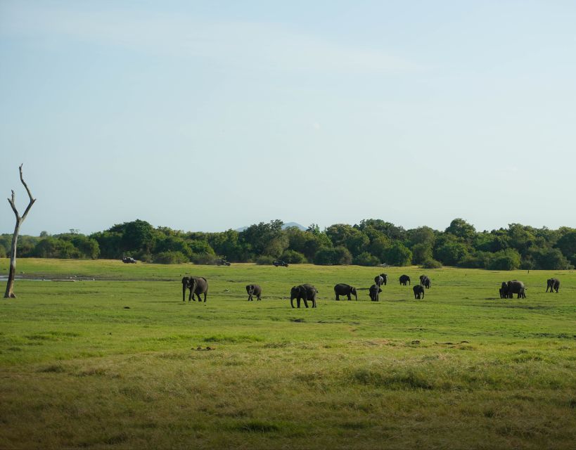 Minneriya National Park Half Day Sri Lanka Jeep Safari - Customer Feedback