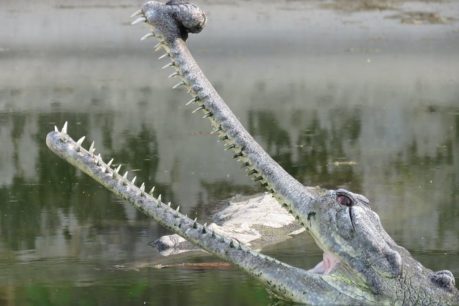 Mission Tiger, 4 Days Tour Inside Chitwan National Park. - Important Traveler Information