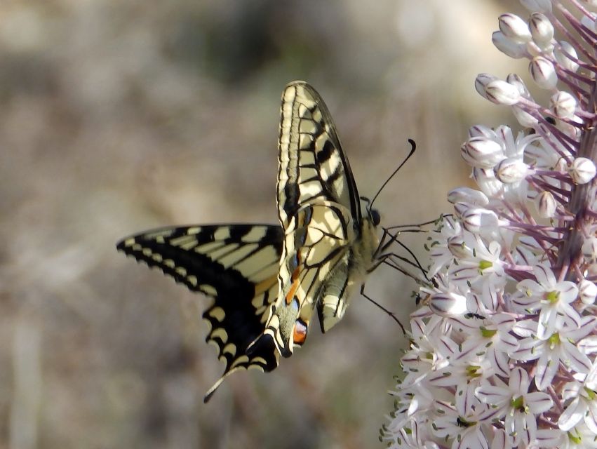 Mistra Valley and Selmun Private Nature Tour With Transport - Nature and Wildlife