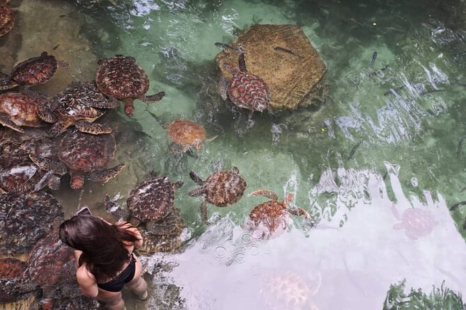 Mnemba Snorkeling, Dolphin and Baraka Natural Aquarium - Dolphin Encounter