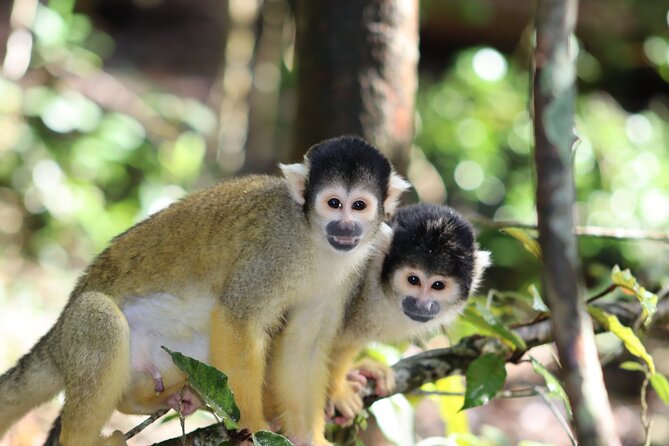 Monkeyland Guided Tour in Plettenberg Bay - Visitor Ratings and Reviews