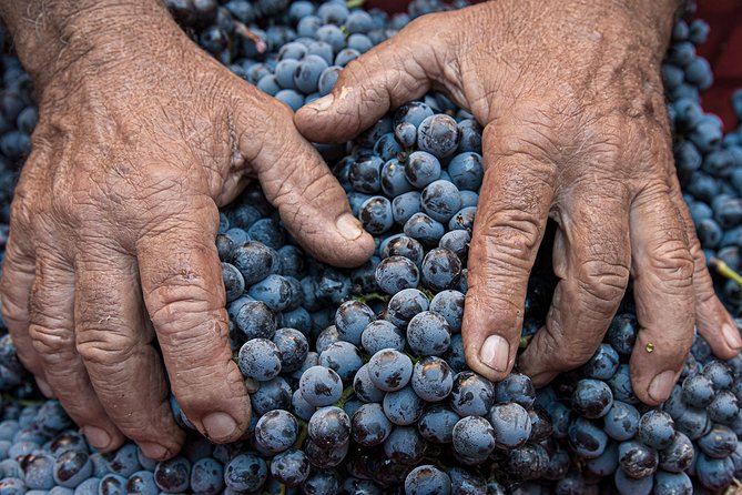 Montalcino: Brunello Wine Tasting Experience - Scenic Vineyard Tour