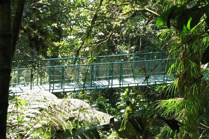 Monteverde Cloud Forest Hanging Bridges - Exploring the Cloud Forest
