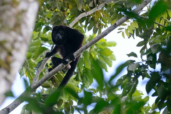 Monteverde Cloud Forest Tour - Biodiversity and Wildlife