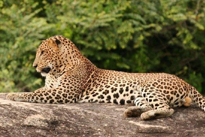 Morning 07 Hour Private Safari at Yala National Park by Yala La Safari Tours - Customer Reviews and Experiences