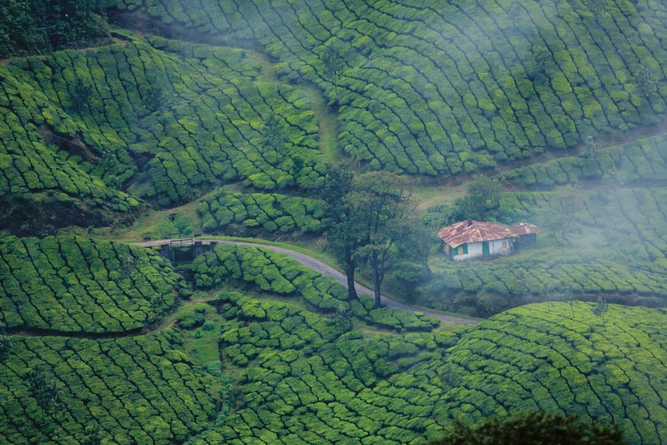 Munnar Day Return Excursion Ex Kochi Covering All Essentials - Optional Activities