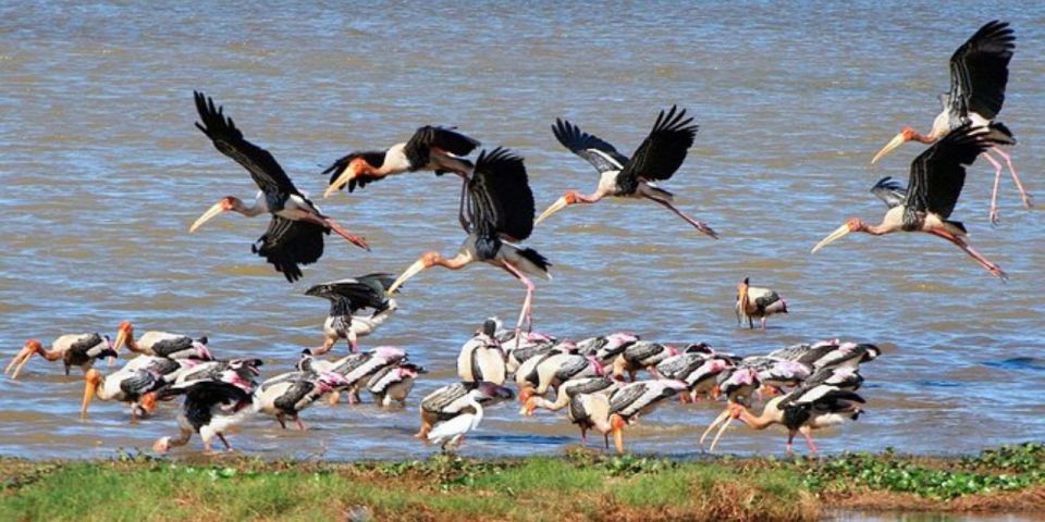 Muthurajawela: Wetland Bird Watching Tour From Colombo! - What to Expect