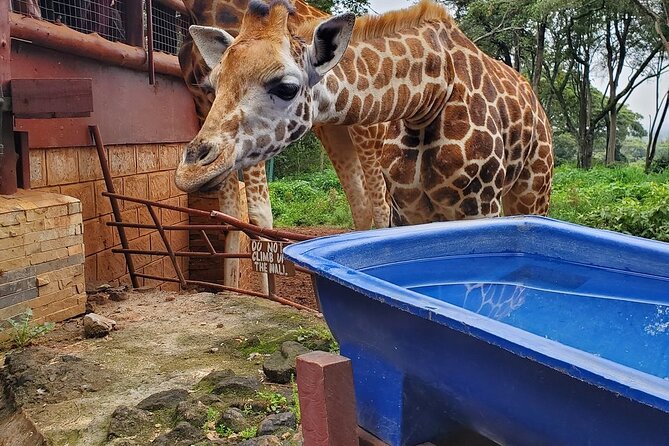 Nairobi National Park and Giraffe Center - Customer Reviews and Feedback