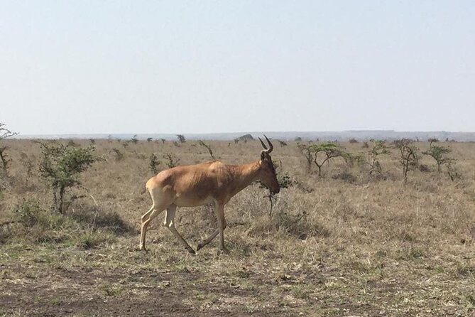 Nairobi National Park Game Drive. Free Airport Pick / Drop Off. - Booking Information