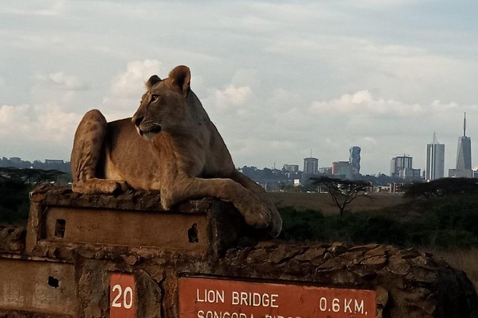Nairobi National Park Game Drive With Free Pick Up Group Joining - Wildlife Sightings and Photography