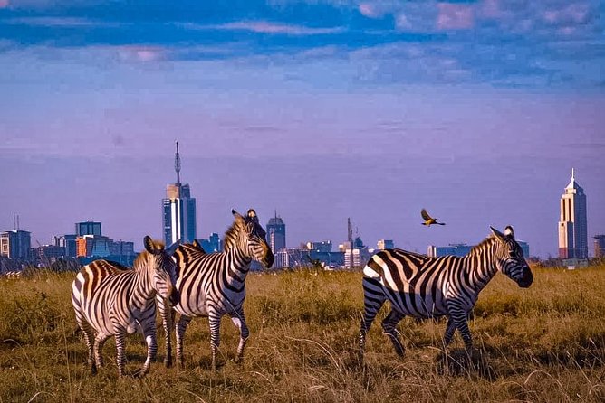 Nairobi National Park Guided Half Day Tour Game Drive- FREE WIFI - Traveler Reviews