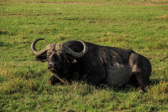Nairobi National Park Private Safari - Traveler Experiences and Reviews