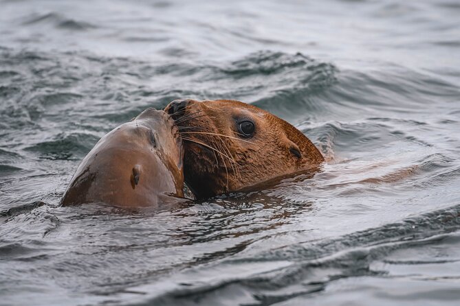 Nanaimo Whale Watching in a Semi-Covered Boat - Booking Your Whale Watching Tour