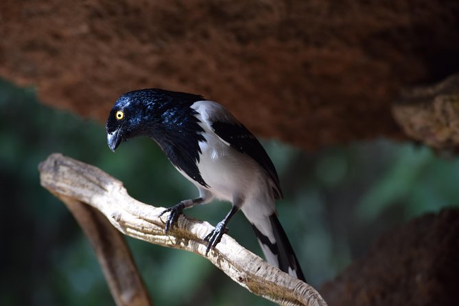 National Aviary - Accessibility and Private Tours
