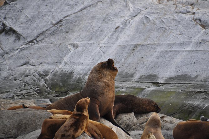 Navigation in the Beagle Channel With Minitrekking USHUAIA - Health and Safety Considerations