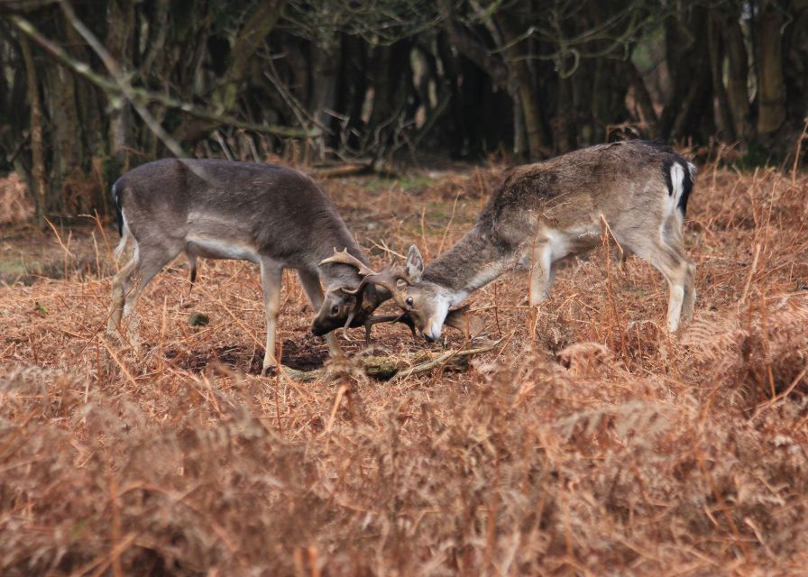 New Forest Explorer Walk (Hampton Ridge) - Customer Feedback