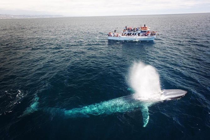 Newport Beach Whale and Dolphin Watching Cruise - Catamaran and 360-Degree Views