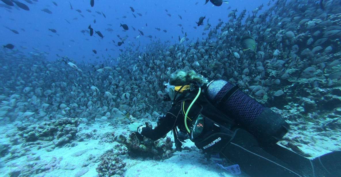 Night Diving in Negombo - Underwater Creatures