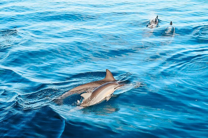 Oahu: 3-Hour Dolphin Swim and Snorkeling Speedboat Tour - Booking and Payment Options