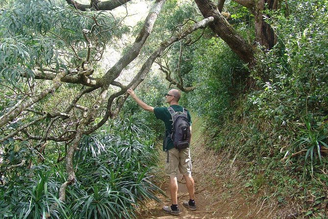 Oahu Volcanic Rainforest Hiking Adventure - Cultural and Natural Highlights
