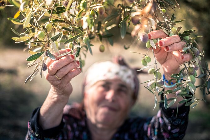Olive Oil Private Tour in Portugal - Tasting the Unique Flavors