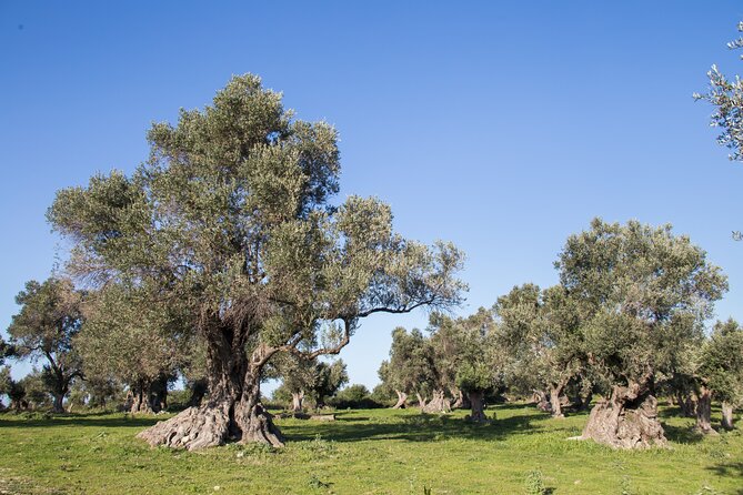 Olive Oil Tasting Under the Shades of Olive Trees / Crete - Uncovering Olive Oils Health Benefits