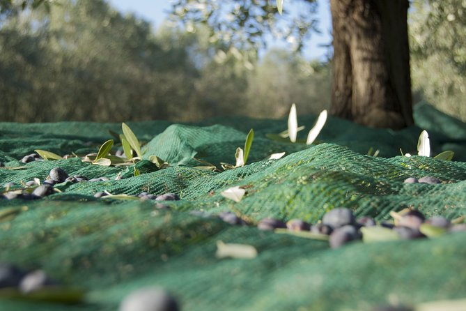 Olympia Shore Excursion: Ancient Olympia Plus Honey Farm & Olive Oil Tasting - Guest Experience and Feedback