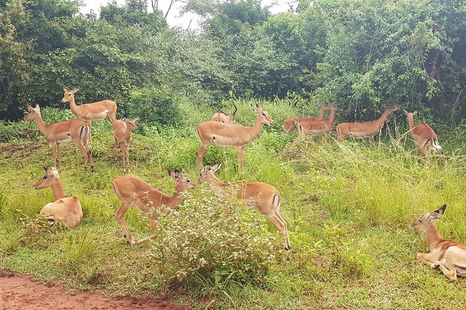 One-Day Akagera National Park Game Drive With a Choice 4x4 - Customer Experience